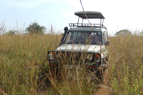 Goryle i sawanna w Ugandzie