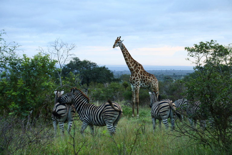 2 jours de safari de luxe dans le parc national de Pilanesberg