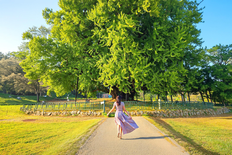 From Seoul: Wonju Nature Day Trip, Ginkgo Tree & Cable Car A. [Spring] Sogeumsan Cable Car & Cherry Blossom Tunnel Tour