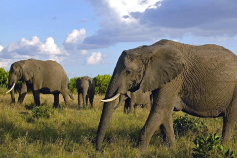 Safari de 4 jours à Amboseli, Tsavo Ouest et Tsavo Est