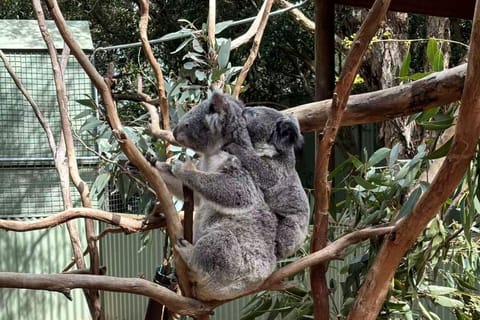 Sydney: Blue Mountains Day Tour, Scenic World & Leura - Image 2