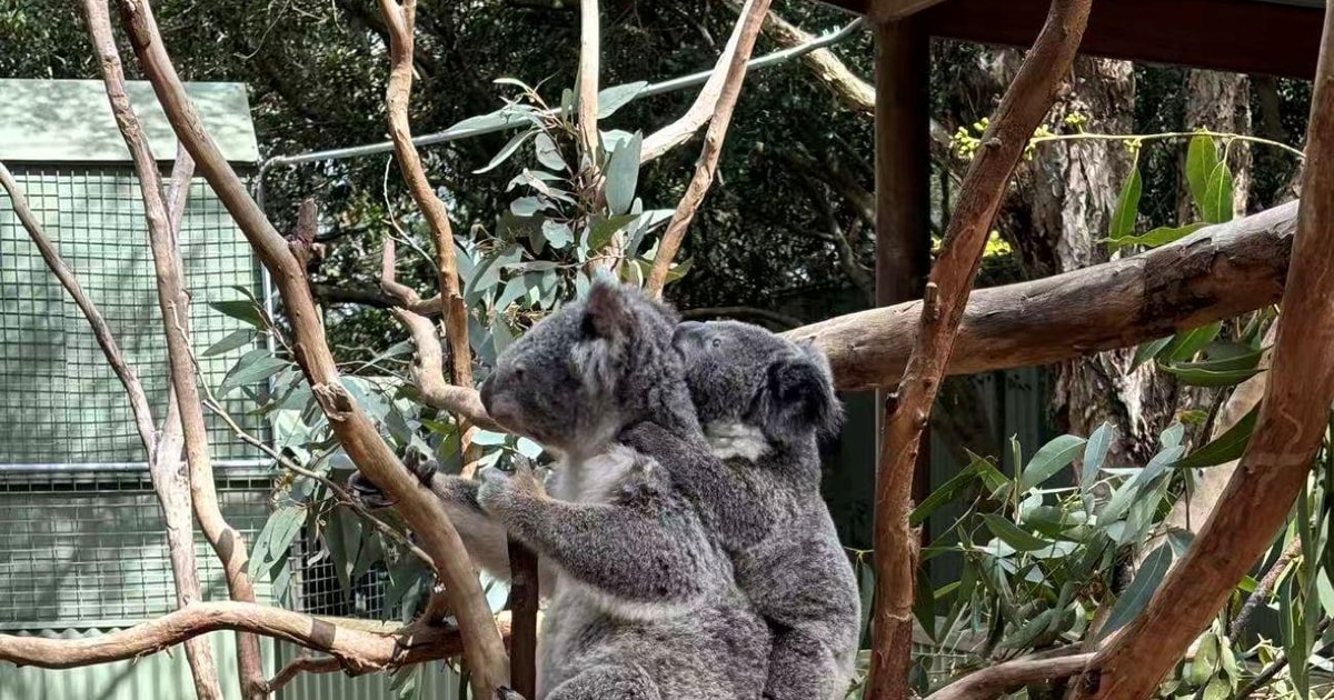 Blue Mountains e Three Sisters da Sydney — Sydney, Australia