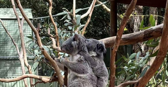Sydney: Blue Mountains Day Tour, Scenic World & Leura