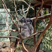 Sydney: Blue Mountains Day Tour, Scenic World & Leura