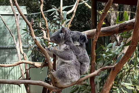 Sydney: Blue Mountains Day Tour, Scenic World & Leura