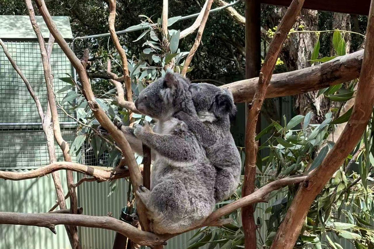 Sydney: Blue Mountains Day Tour, Scenic World & Leura
