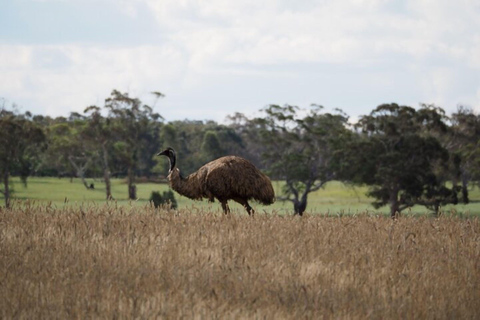 Safari por la naturaleza en Sídney