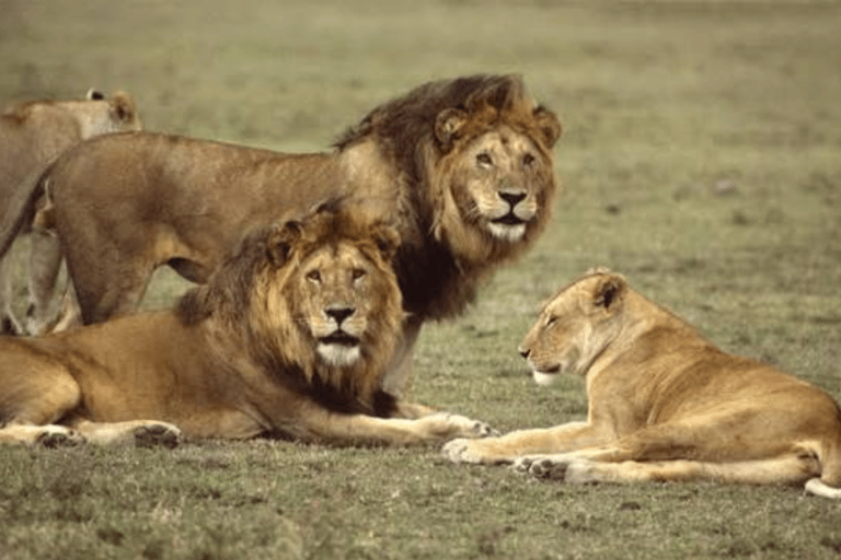 From Zanzibar: Day trip Selous Safari with lunch & flight Shared Day Safari with hotel pick up and drop off