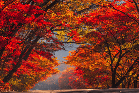 Naejangsan Autumn Foliage Day Tour from Seoul and Busan Group tour, departure from Haeundae Station Exit 5 (Busan)