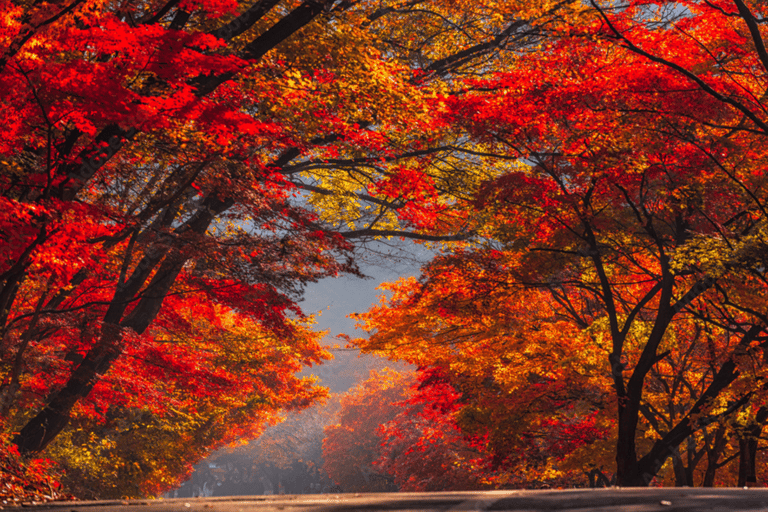 Naejangsan Autumn Foliage Day Tour from Seoul and Busan Group tour, departure from Haeundae Station Exit 5 (Busan)
