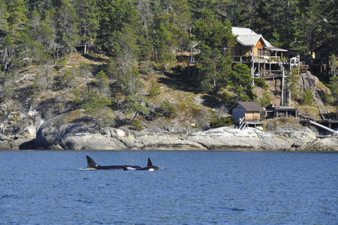 Campbell River: Grizzly Bear Expedition with Lunch