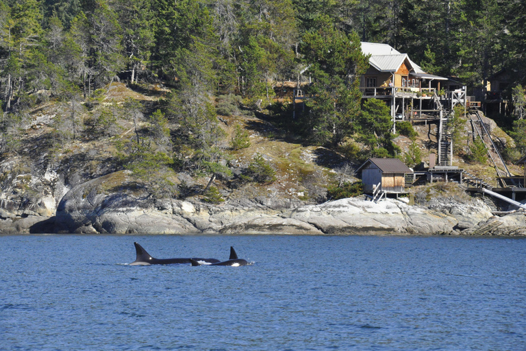 Campbell River: Grizzly Bear Expedition with Lunch