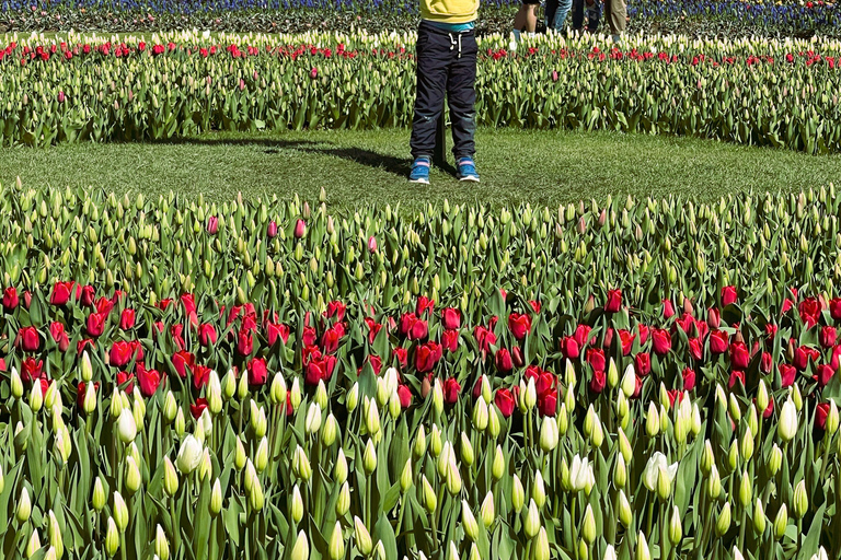From Seattle: Tour of Skagit Valley Tulip Festival