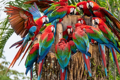 From Puerto Maldonado: Chuncho Macaw Clay Lick Day Tour
