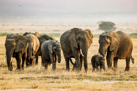 Nairobi: 2-Day Amboseli National Park Private Safari