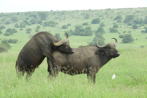 Private Nairobi National Park Drive in 4*4 landcruiser