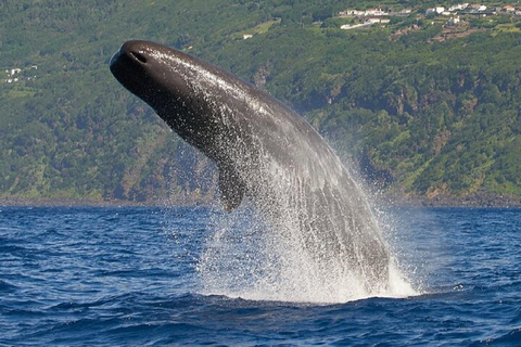 Observação de baleias e golfinhos no picoObservação de baleias e golfinhos nos Açores