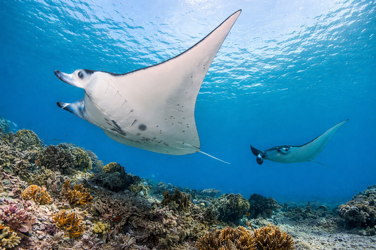 From Labuan Bajo: Komodo National Park Full-Day Boat Tours Half day komodo sailing with speedboat