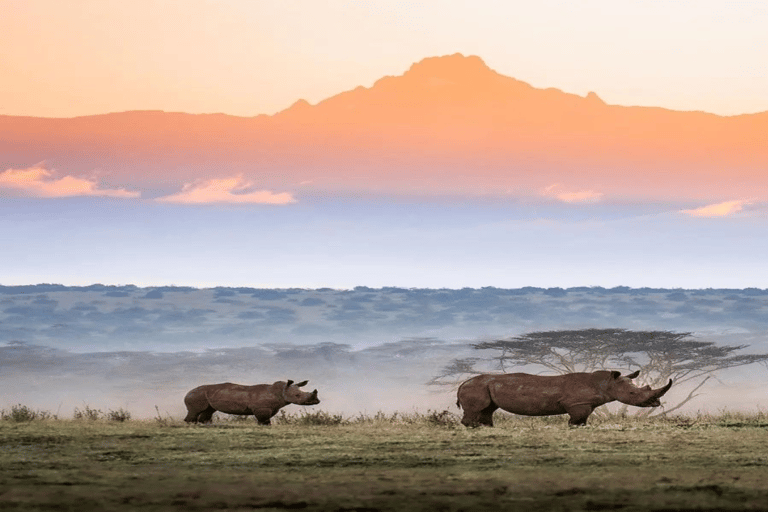 Safari nel Conservatorio di Ol Pejeta da Nairobi