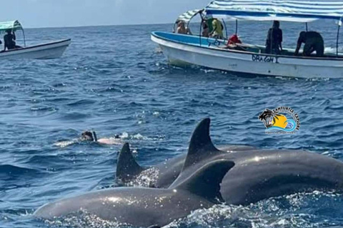 Zanzibar: Mnemba Island Delfintur och simning med sköldpaddorPrivat tur med upphämtning och avlämning på hotellet, inklusive lunch