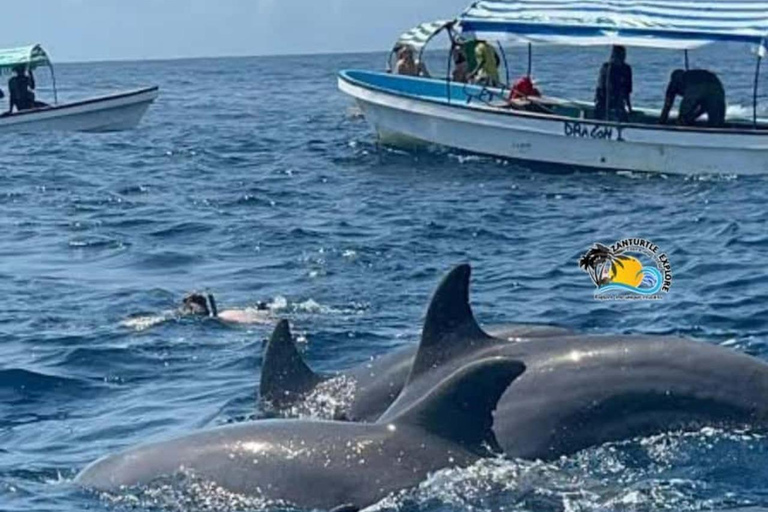 Zanzibar: Mnemba Island Delfintur och simning med sköldpaddorPrivat tur med upphämtning och avlämning på hotellet, inklusive lunch