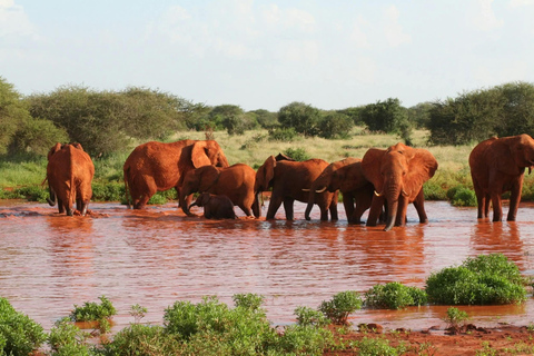 Mombasa: 5-Day Safari- Amboseli, SaltLick, Ziwani & Ngutuni