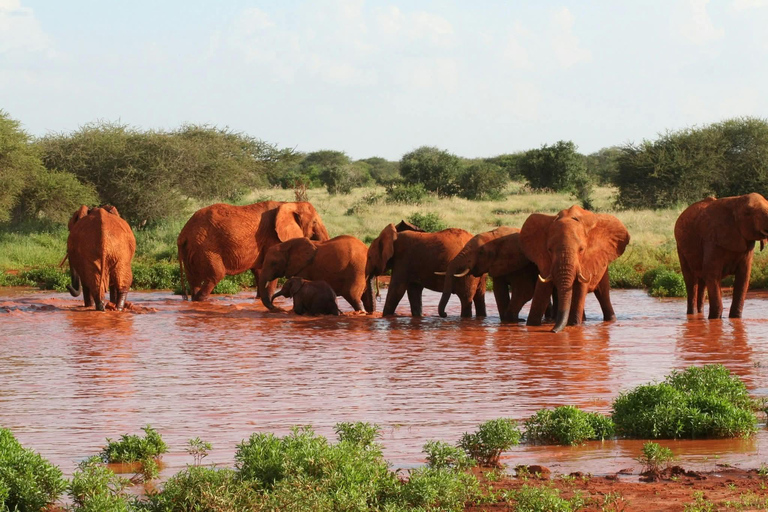 Mombasa: 5-Day Safari- Amboseli, SaltLick, Ziwani & Ngutuni