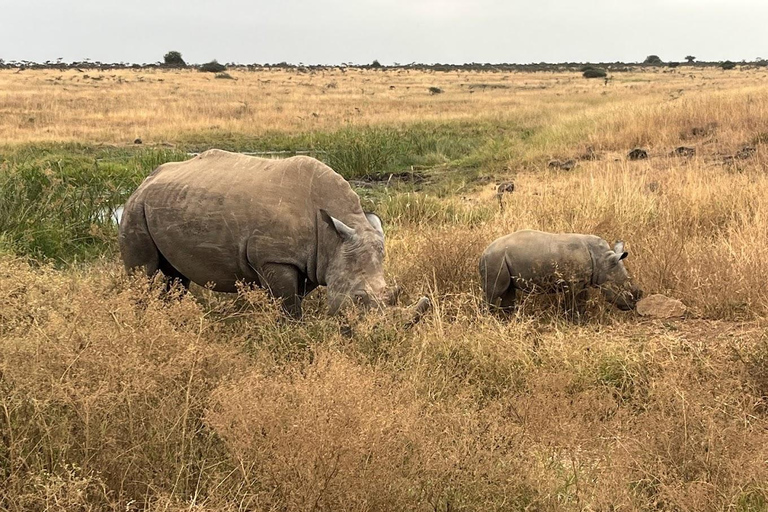 Nairobi National Park Morning Game Drive With Free Pickup