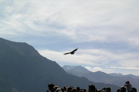 Arequipa: Excursión Clásica de 2 días al Cañón del ColcaClásico de 2 días Cañón del Colca con traslado a Puno