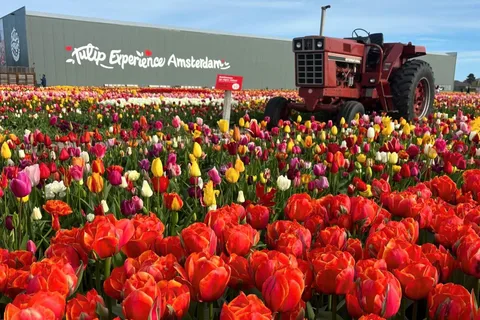 Вармонд: круиз Кагерплассен с билетом «Tulip Experience»