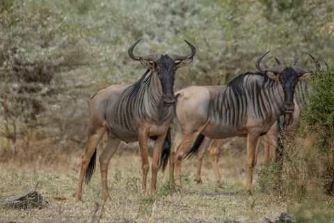 Vanuit Zanzibar: Selous G.R. safari met overnachting en vluchtengedeelde safari