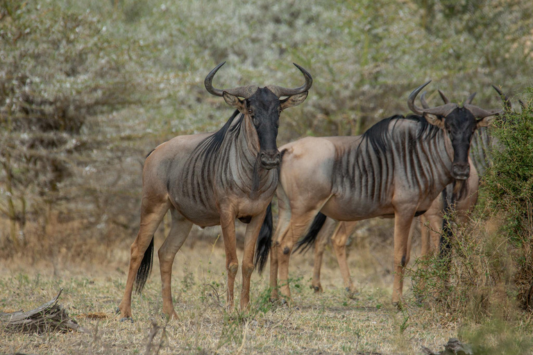 Von Sansibar aus: Selous G.R. Safari mit Übernachtung und Flügengemeinsame Safari