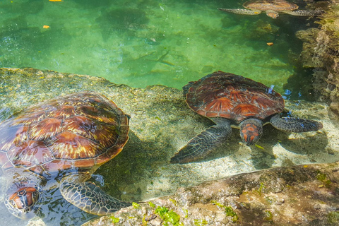 Zanzíbar: aldea masai y tortugas de NungwiZanzíbar: aldea masai y excursión a Nungwi