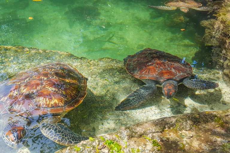 Zanzibar: wioska Masajów i żółwie NungwiZanzibar: wycieczka do wioski Masajów i Nungwi