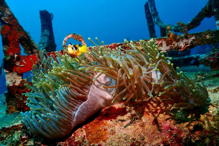 Sri Lanka: 8-Day Adventure & Culture Tour with Rafting