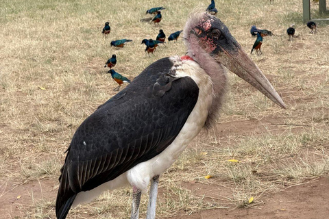 Nairobi: 3-Day epic trip to Maasai Mara Reserve with meals 3 days, 2 nights private safari to Mara in a tourist VAN