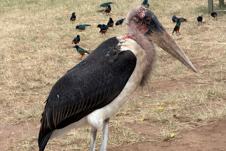 Nairobi: 3-Day epic trip to Maasai Mara Reserve with meals 3 days, 2 nights private safari to Mara in a tourist VAN