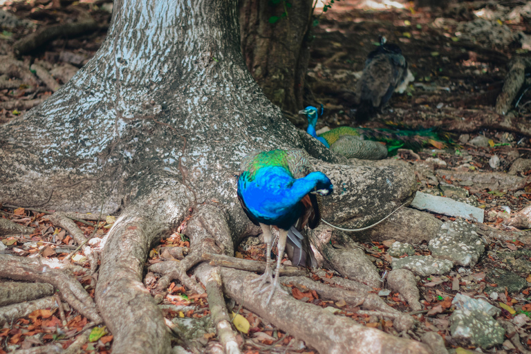 Zanzibar: tour guidato dell'isola prigione con guida localeZanzibar: tour guidato dell'isola prigione con una guida locale