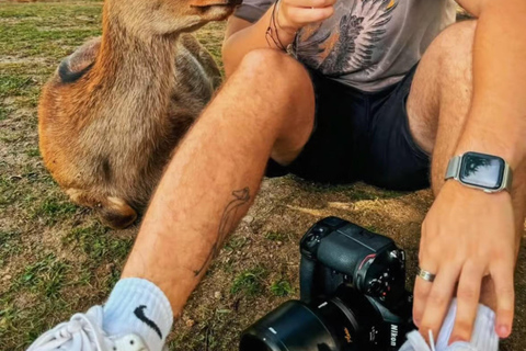 Osaka/Kobe: Tour guiado particular pela região de Kansai - Serviço de busca no hotelOsaka e Kobe: City Tour com serviço de busca no hotel