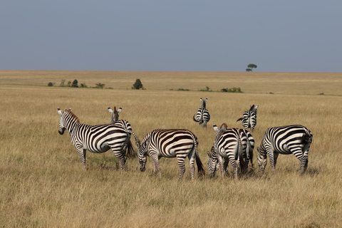 De Arusha: Visita a Tarangire, Serengeti e Lago Manyara