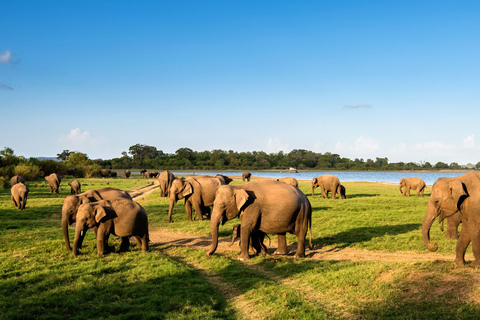 Kandy: Pidurangala Rock, Ritigala & Kaudulla Safari Tour
