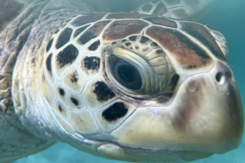 Zanzibar: Mnemba Dolphin, Jozani Forest & Turtle Sanctuary Private Tour without Hotel transfer
