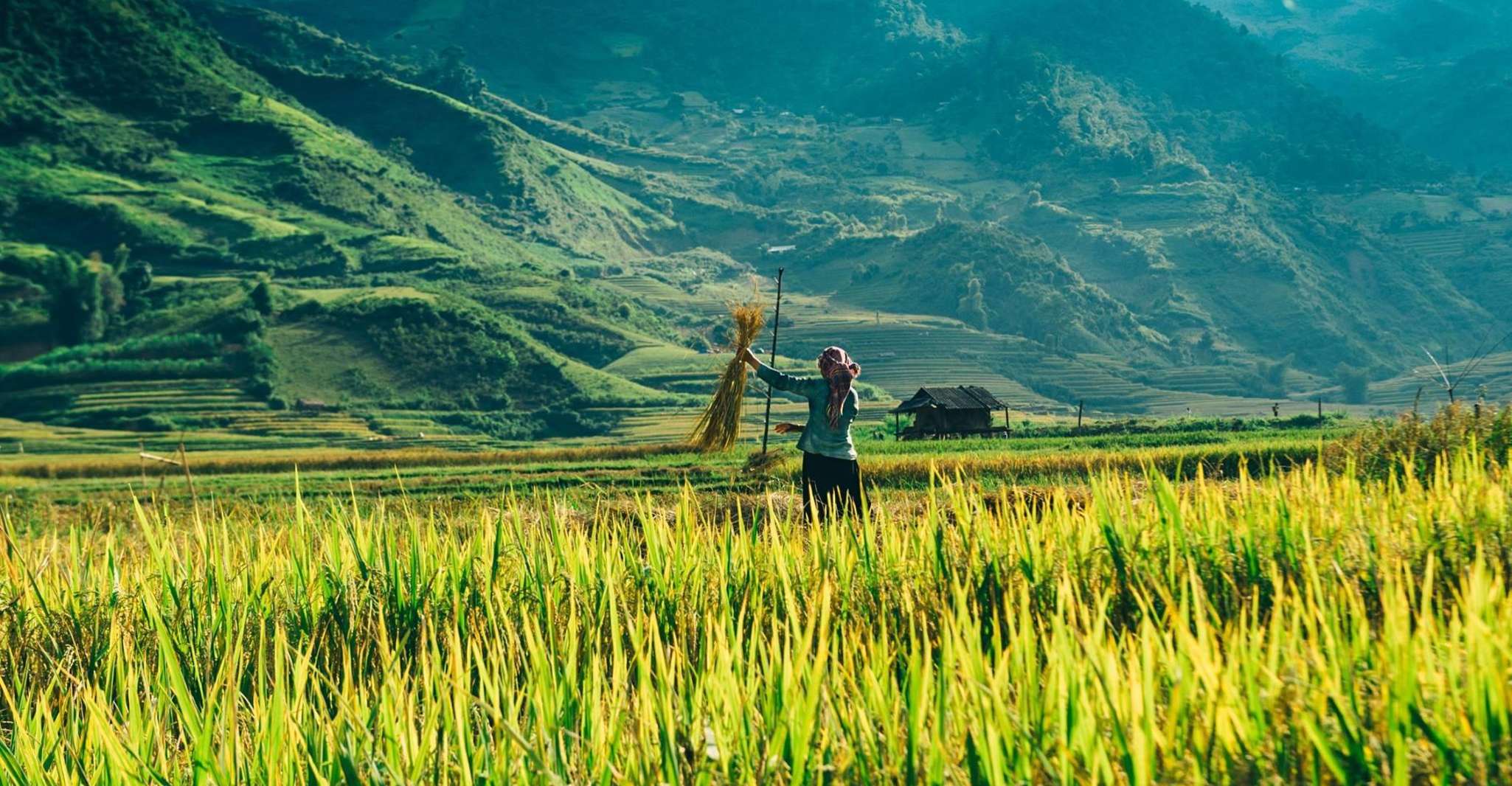 From Sapa , 1 Day Amazing Sapa Trek To Terrace rice field - Housity