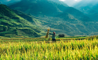 From Sapa , 1 Day Amazing Sapa Trek To Terrace rice field - Housity