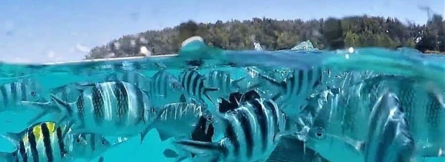 Zanzibar : Dauphins de Mnemba, Forêt de Jozani et The Rock