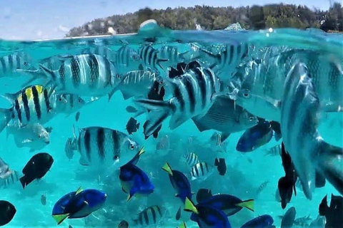 Zanzibar: golfinhos de Mnemba, floresta de Jozani e The RockNesta opção, não há transferência de hotel