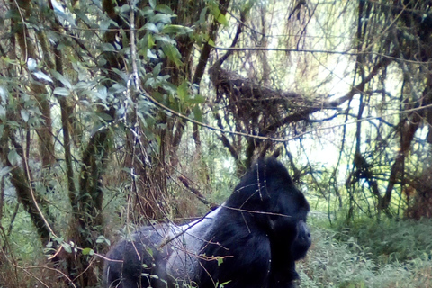 Gorilla Tracking in Bwindi National Park