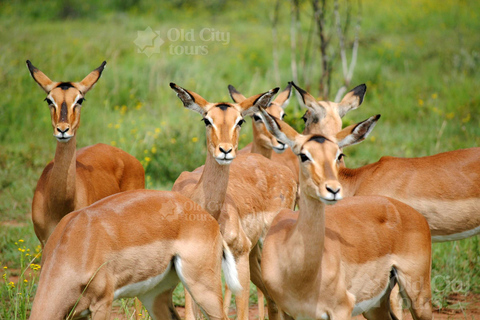 Shirvan Eco-Tour: Gazelles, Birdwatching & Village Lunch