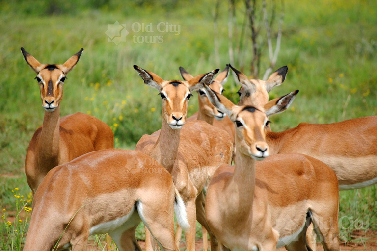 Shirvan Eco-Tour: Gazelles, Birdwatching & Village Lunch Private tour
