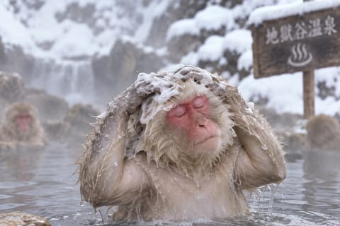 From Tokyo: Nagano Private Trip with Snow Monkey Park - Image 2